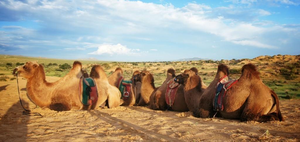 Majestic Gobi Tour Operator And Guest House Ulaanbaatar Bagian luar foto